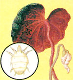 acaros cyclamen