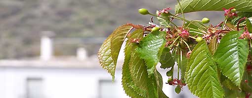 alpujarra granada