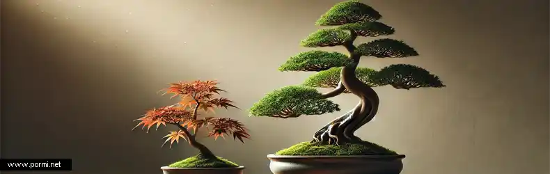 Origen y cultivo de los bonsáis