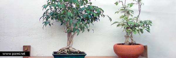 Mi bonsai