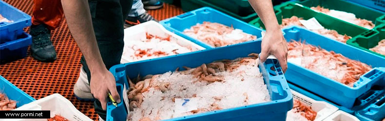 Distribución eficiente de mariscos y pescados en toda España