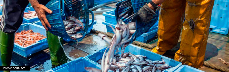 Pescado y marisco fresco