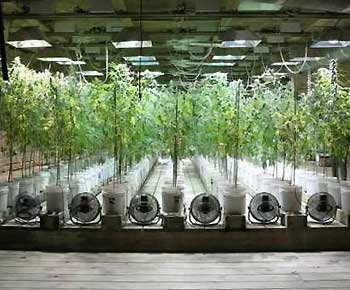 cultivo marihuana
