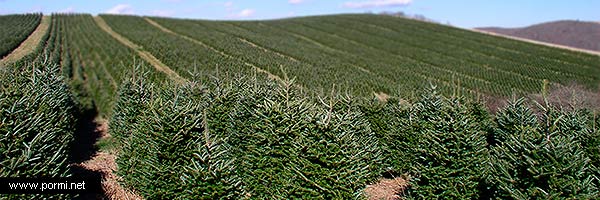 Árboles ecologicos abetos de Navidad