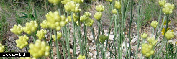Abrótano macho o Artemisia abrotanum