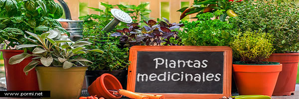 Plantas que empiezan por G